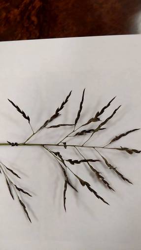 60年に一度の開花！　熊笹