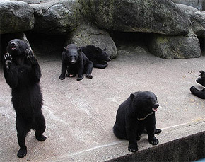 奥飛騨クマ牧場